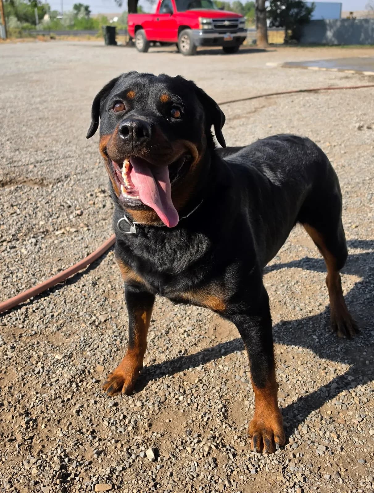 Snubnose Rottweiler Domnina standing outdoors on a gravel yard