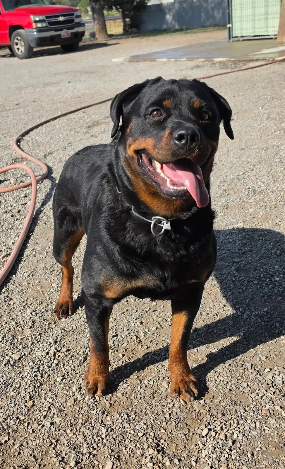 Snubnose Rottweiler Domnina standing outdoors on a gravel yard