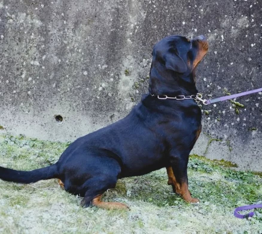 Filou vom Schwarzen Skorpion seated outdoors in a side view