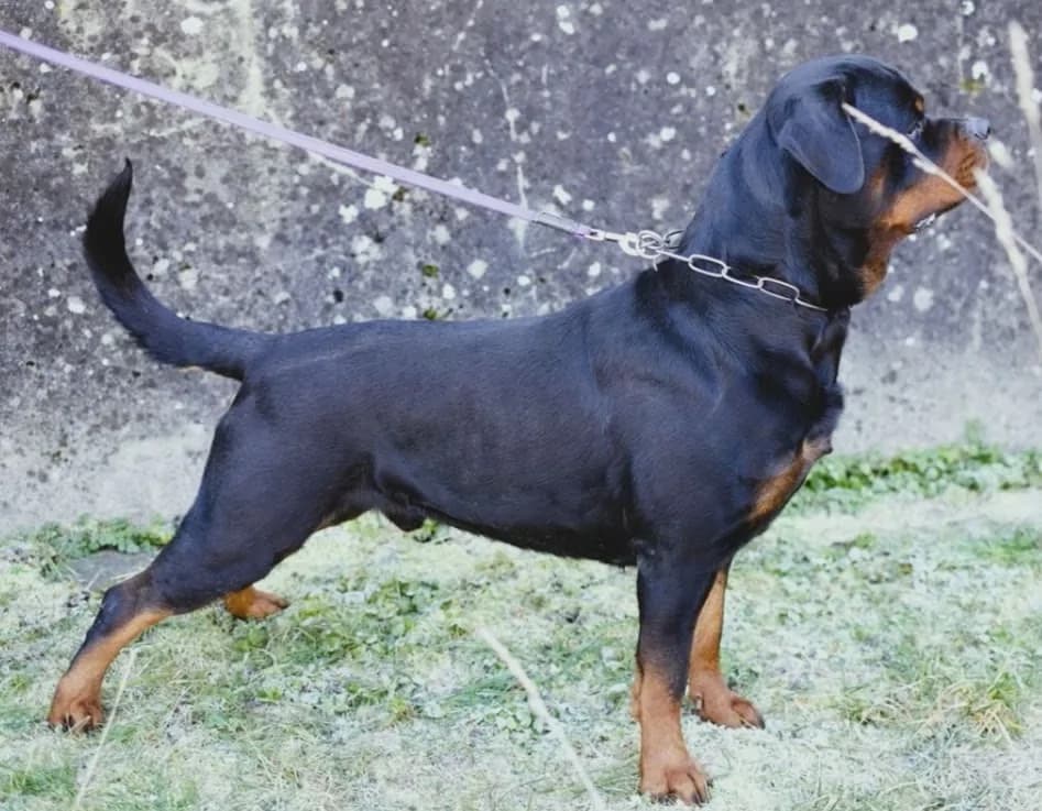 Filou vom Schwarzen Skorpion standing outdoors in profile