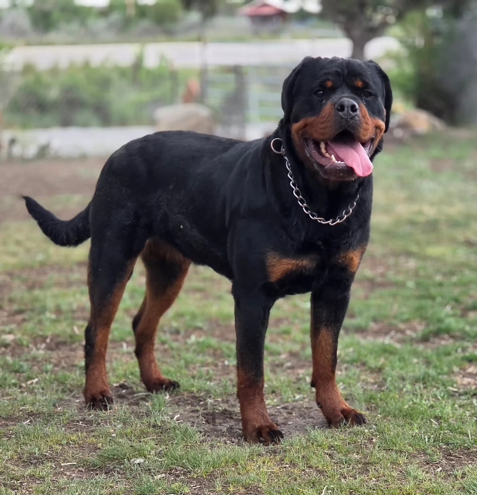 Snubnose Rottweiler Frida HM standing outdoors in a side profile