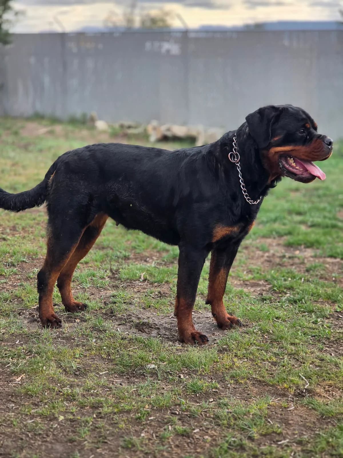 Snubnose Rottweiler Frida HM standing outdoors in a full-body right-facing profile