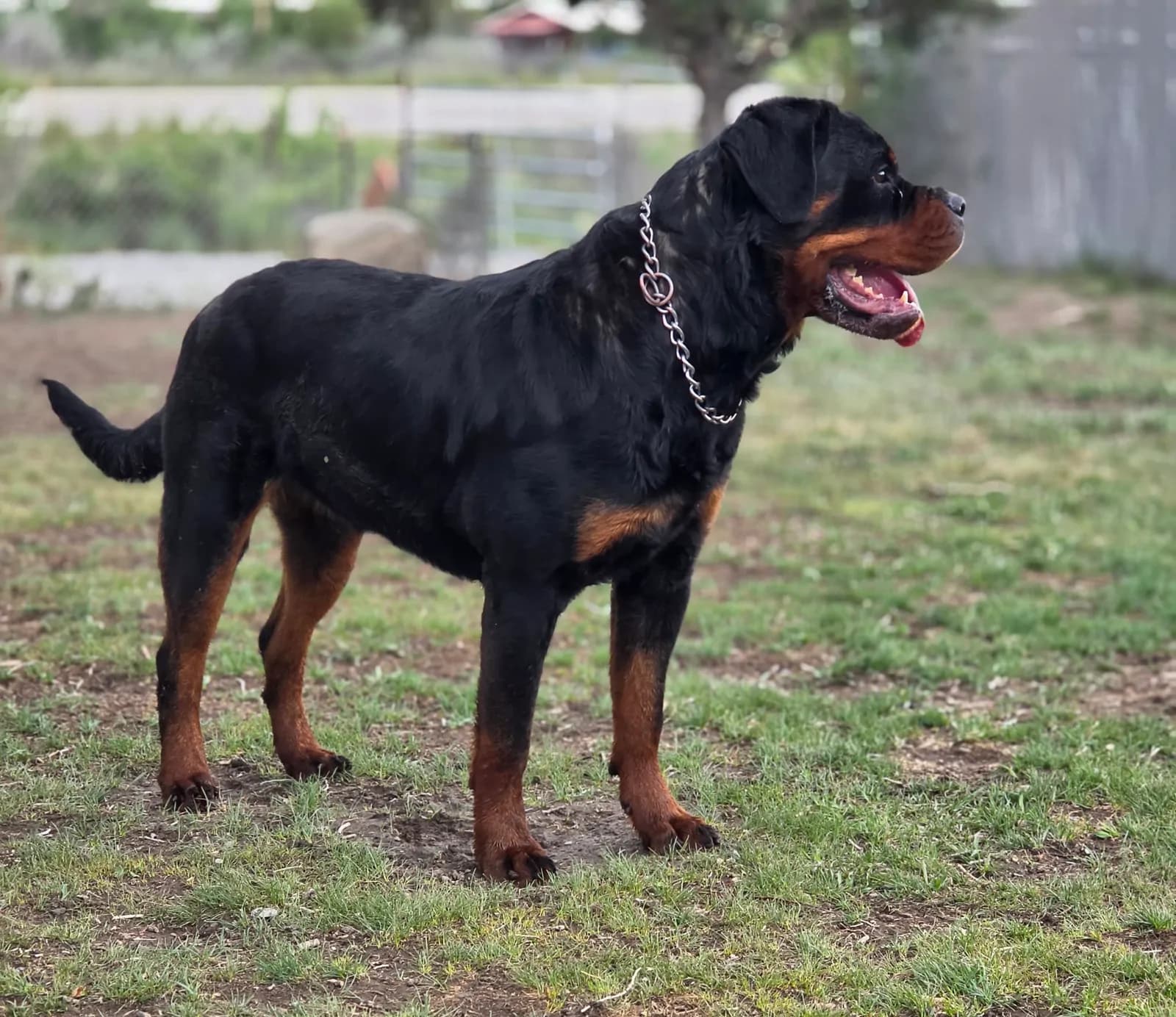 Snubnose Rottweiler Frida HM standing outdoors in a right-facing side profile