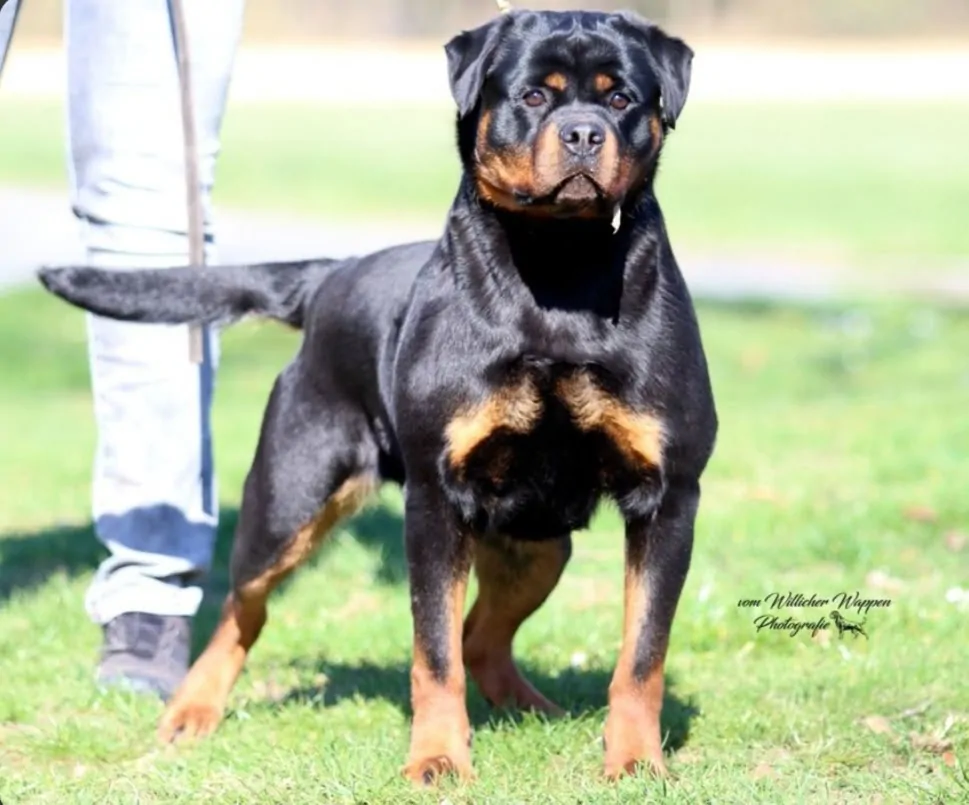 Jessy vom Blauen Stahl standing on grass with a handler partly visible