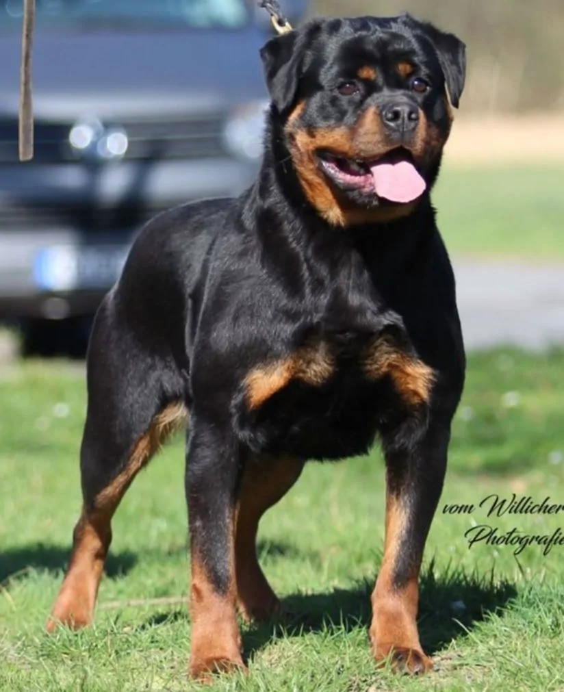 Jessy vom Blauen Stahl standing outdoors on grass