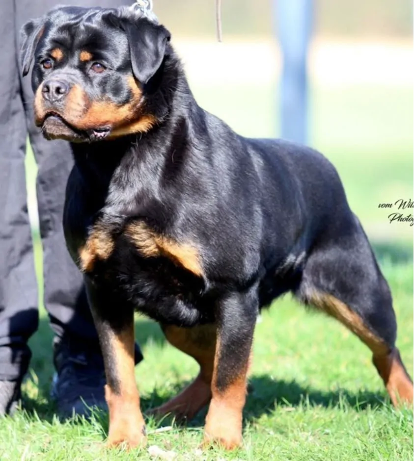 Jessy vom Blauen Stahl standing in profile on grass beside a handler