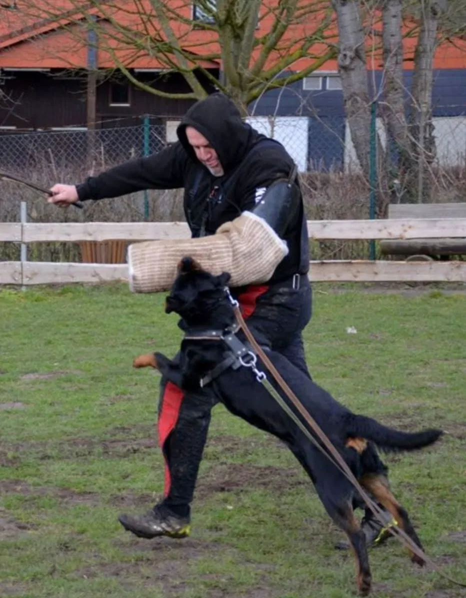 Jessy vom Blauen Stahl in a working-dog training exercise with a padded sleeve