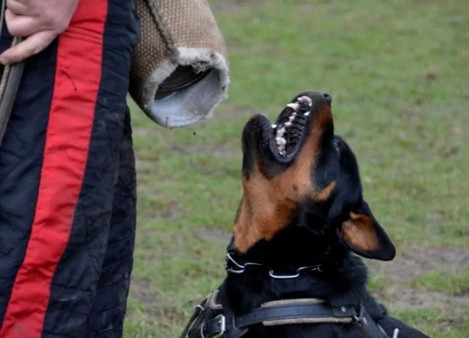 Close view of Jessy vom Blauen Stahl in a working-dog training exercise with a padded sleeve