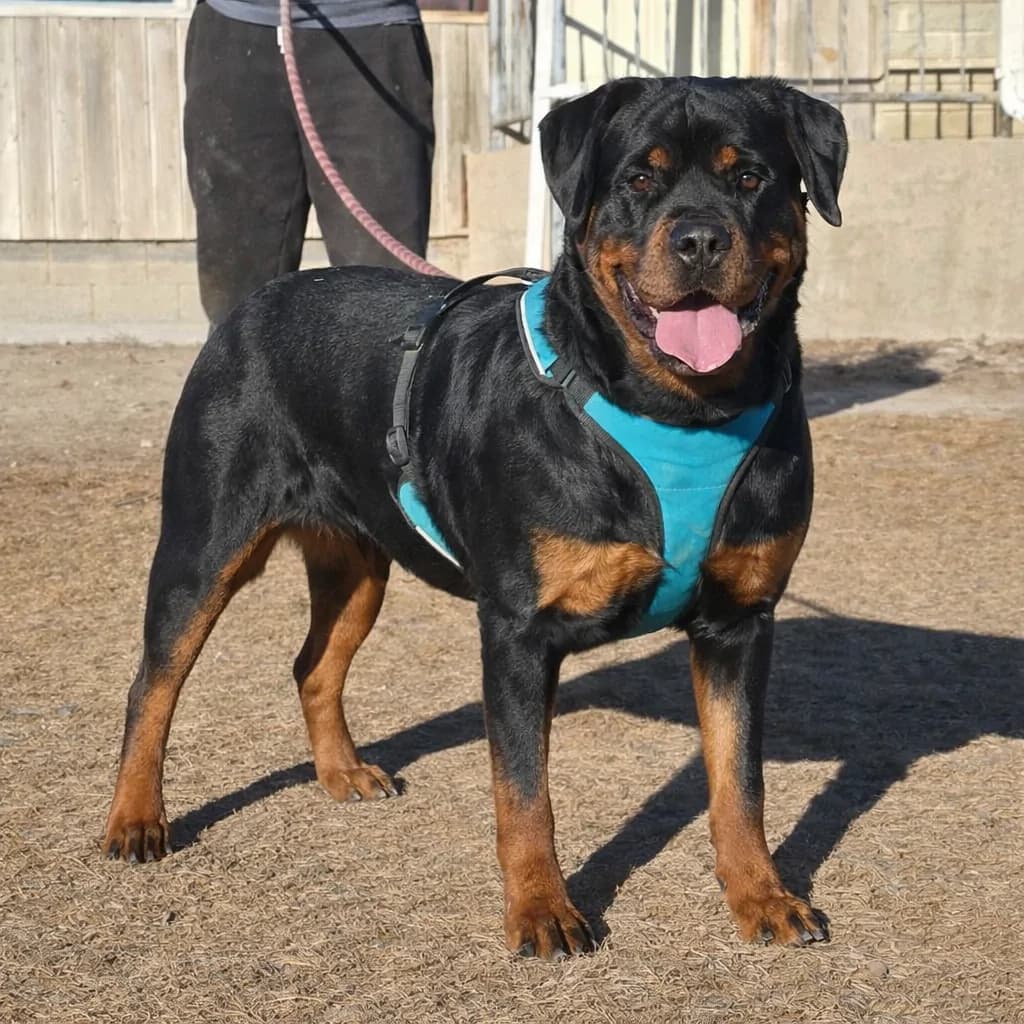 Snubnose Rottweiler Onksunamun II standing outdoors in a teal harness