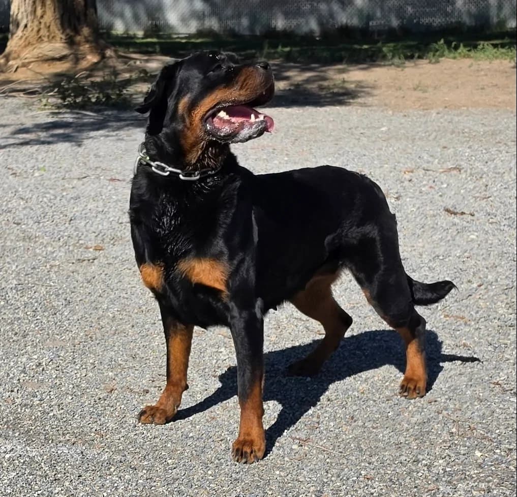 Snubnose Rottweiler Onksunamun II standing outdoors on gravel in profile