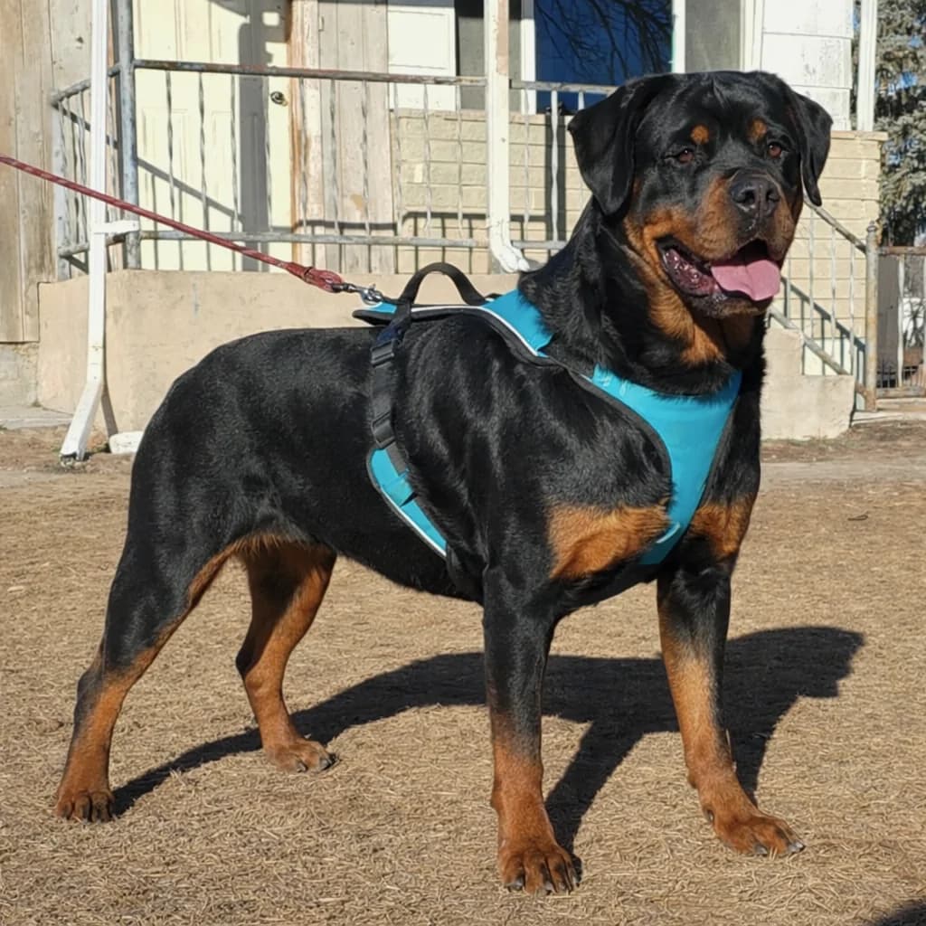 Snubnose Rottweiler Onksunamun II standing outdoors in a teal harness, photographed from the side