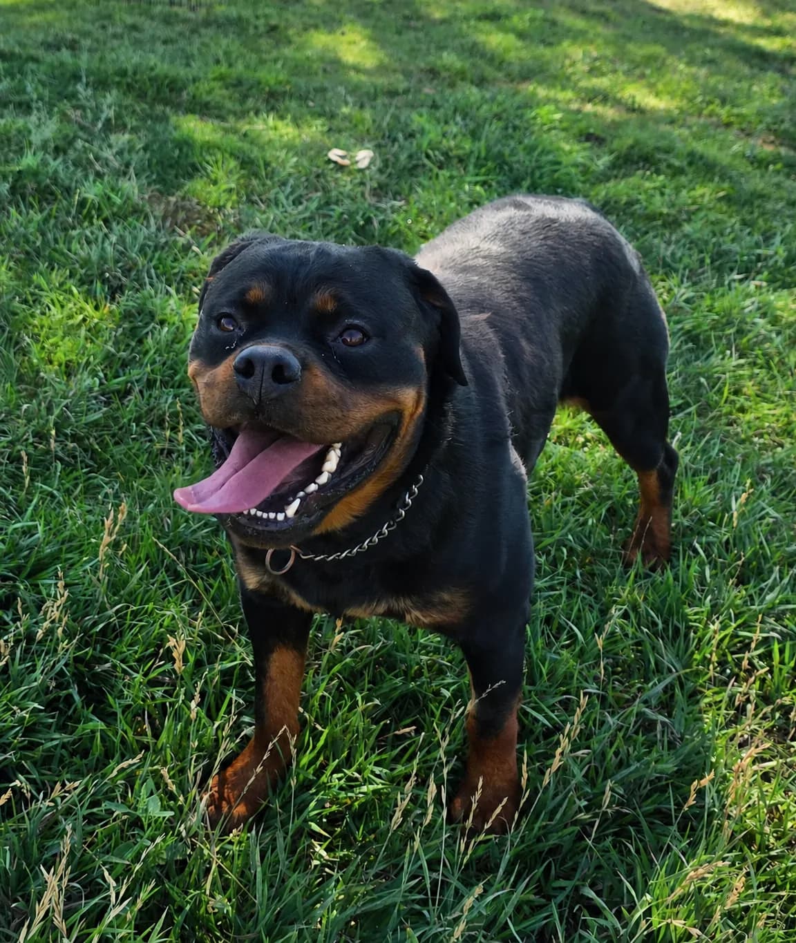 Snubnose Rottweiler Utah Jazzmine standing outdoors on grass