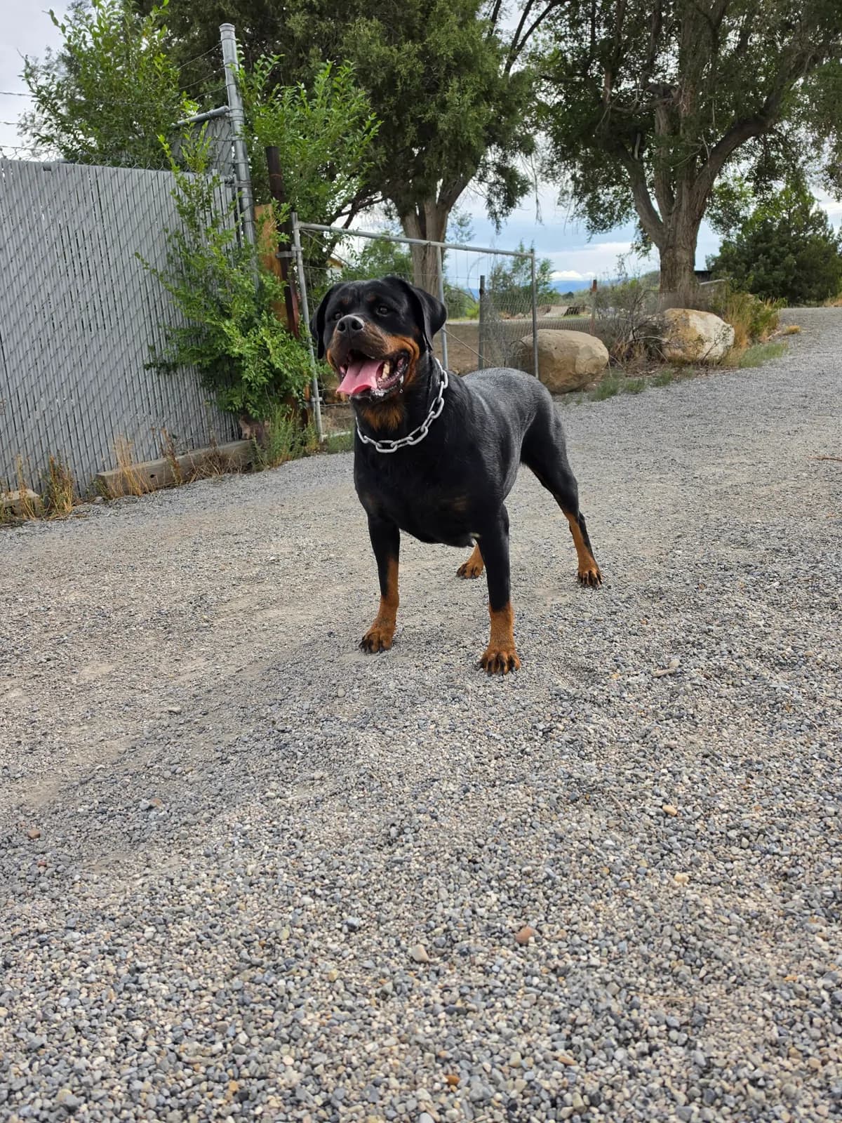 Snubnose Rottweiler Xochiquetzal standing outdoors on a gravel path
