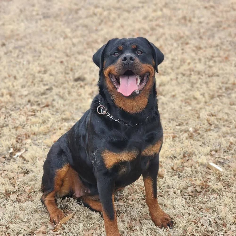 Snubnose Rottweiler Xochiquetzal sitting outdoors on dry grass