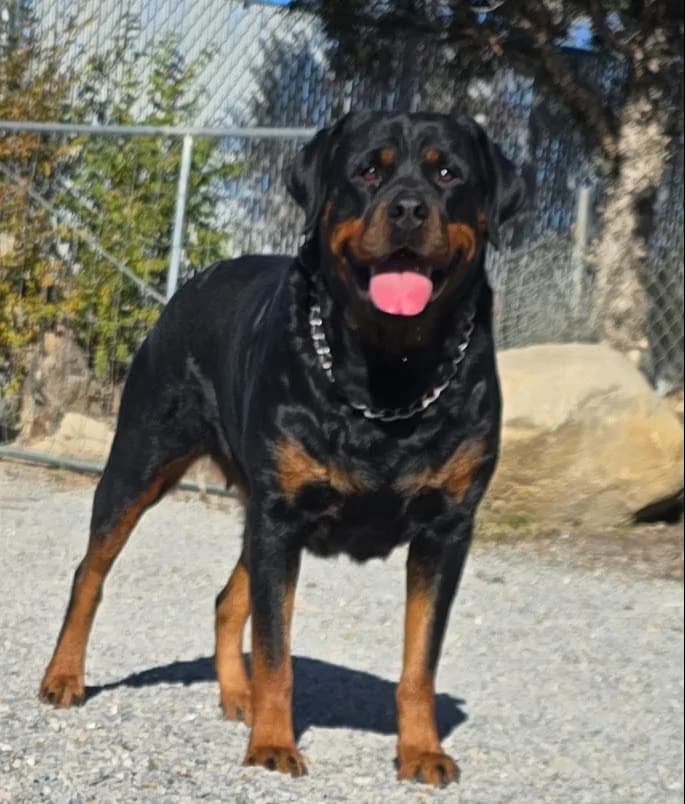 Snubnose Rottweiler Xochiquetzal standing outdoors on a gravel path