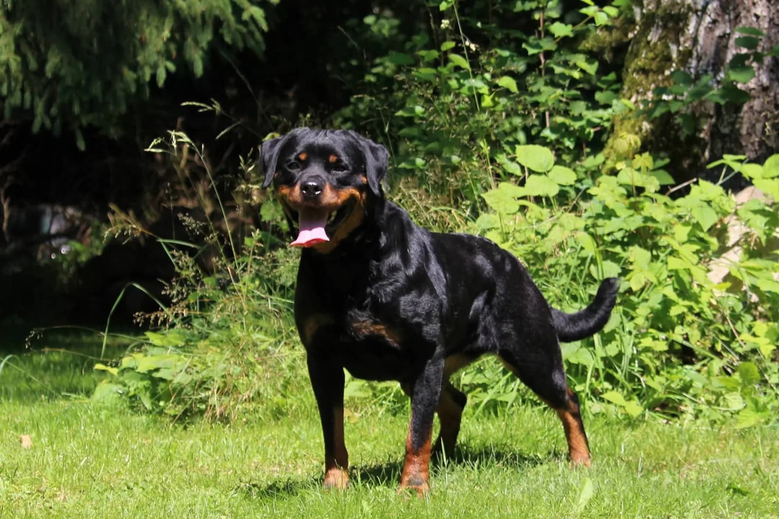 Yippie vom Cherniy Kumir standing outdoors on grass near trees