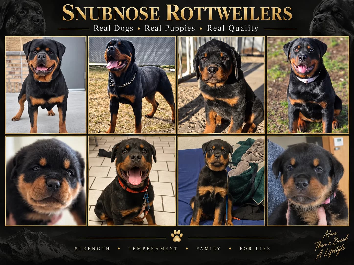 A Snubnose Rottweiler photographed outdoors