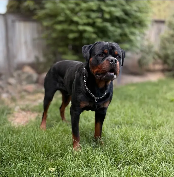 Snubnose Rottweiler Ripper standing on grass