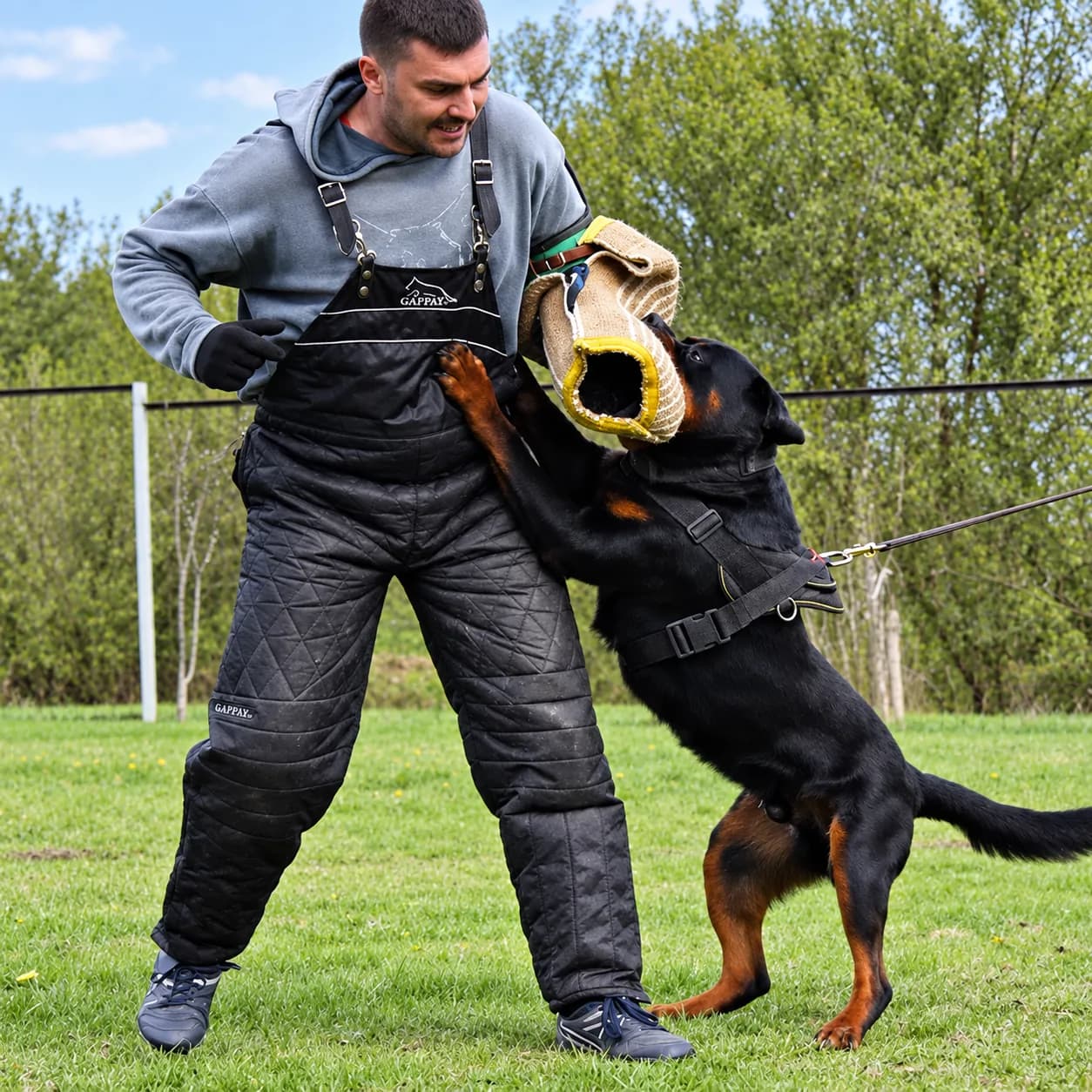 A Rottweiler participating in a supervised padded-sleeve training exercise